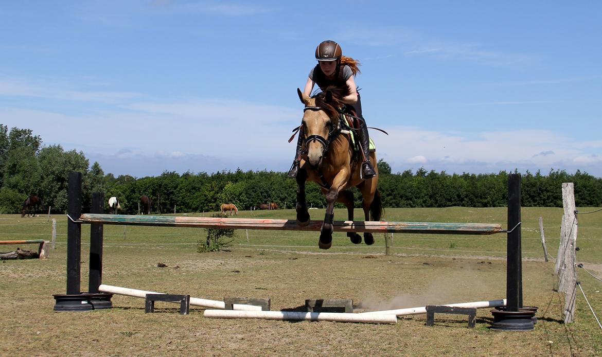 DSP Anemone Wales  - Over 105 med Olivia Hermansen - Hendes rekord :-) billede 17