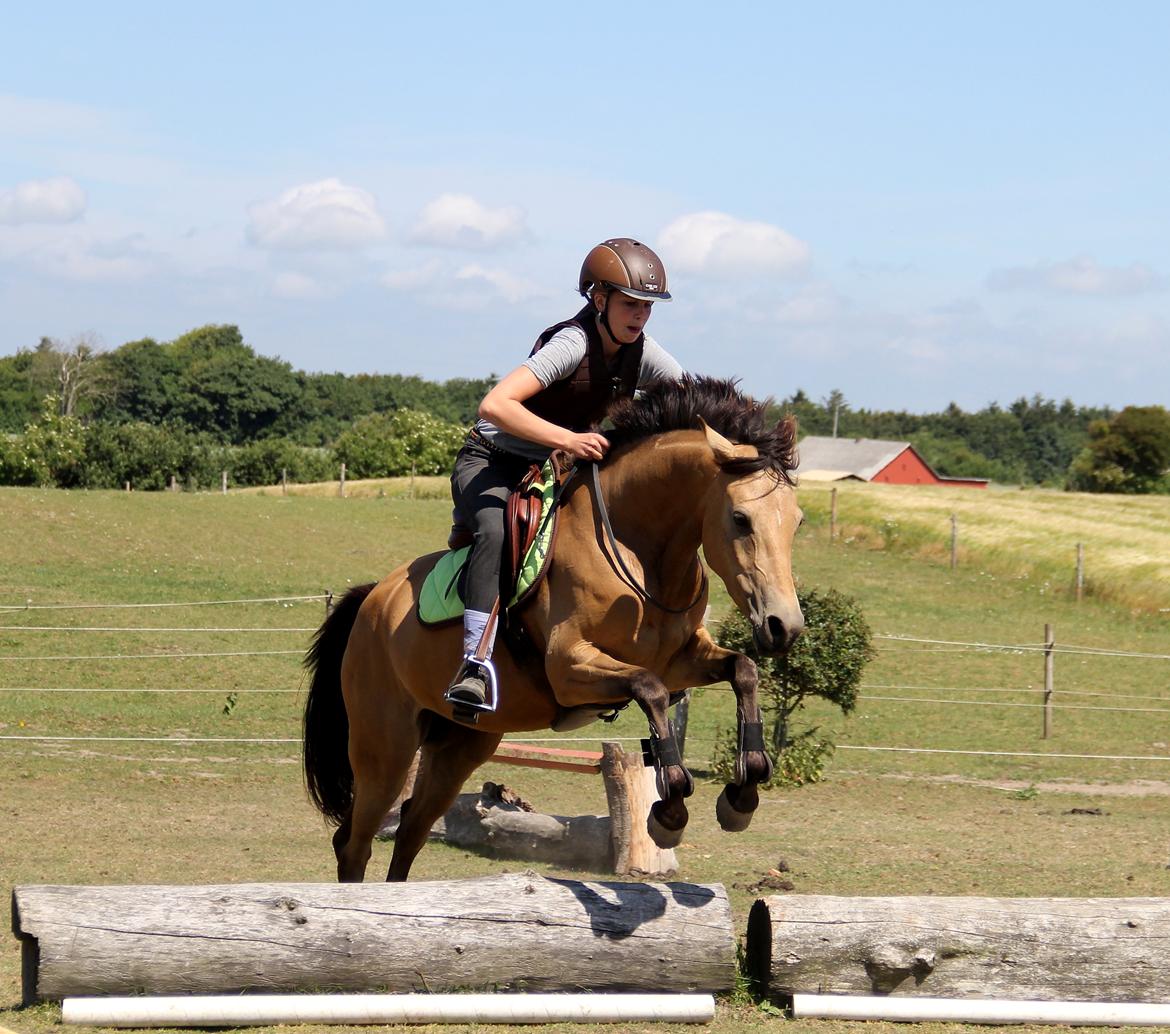 DSP Anemone Wales  - Springning i cordeo over faste forhindringer! billede 18