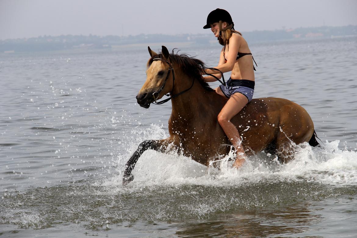 DSP Anemone Wales  - Badedyret Anemone billede 13