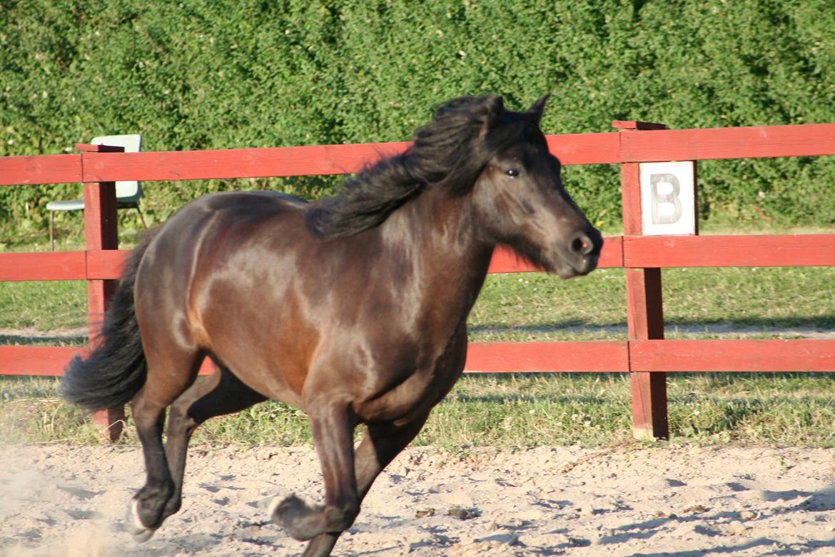 Islænder Grani fra Rimmensgaard billede 4