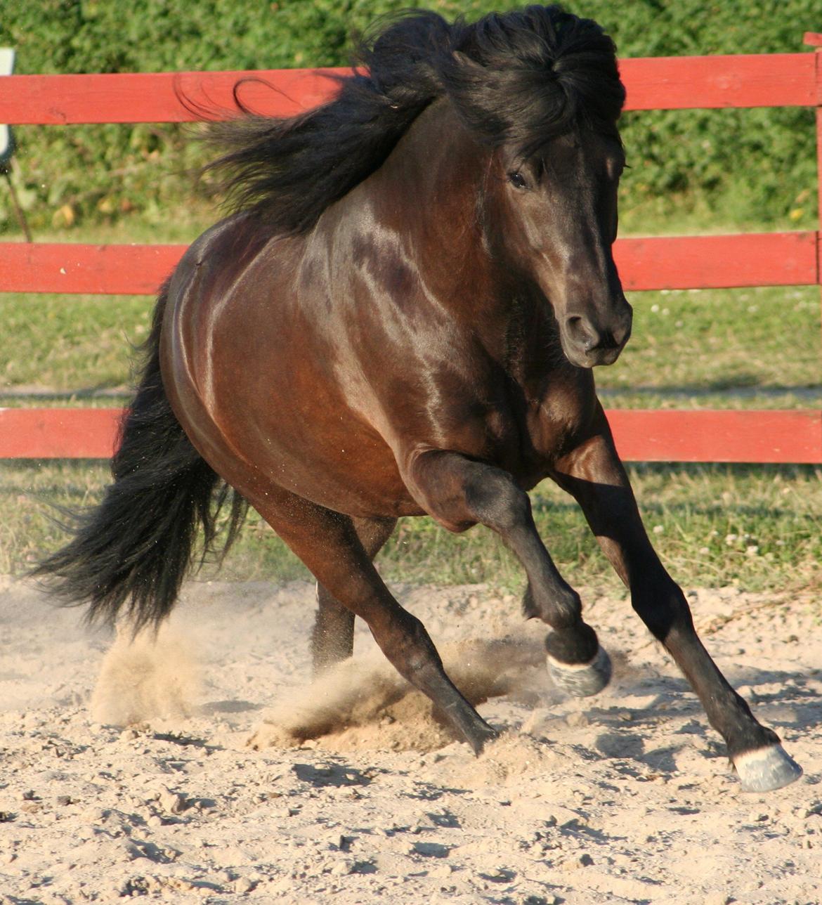 Islænder Grani fra Rimmensgaard billede 5