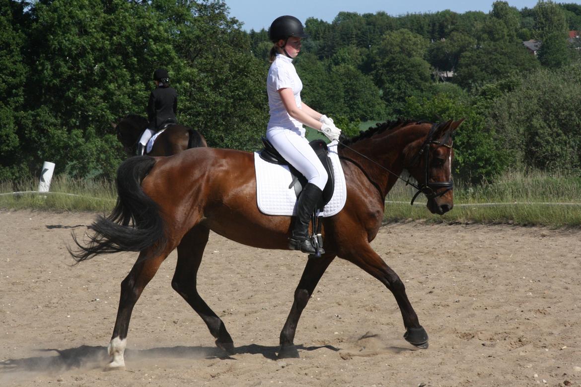 Anden særlig race Stald Birkelys Issebelle billede 41