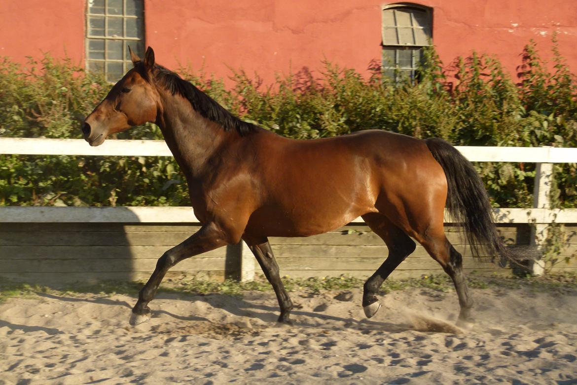 Dansk Varmblod Panaceas-Traum billede 11