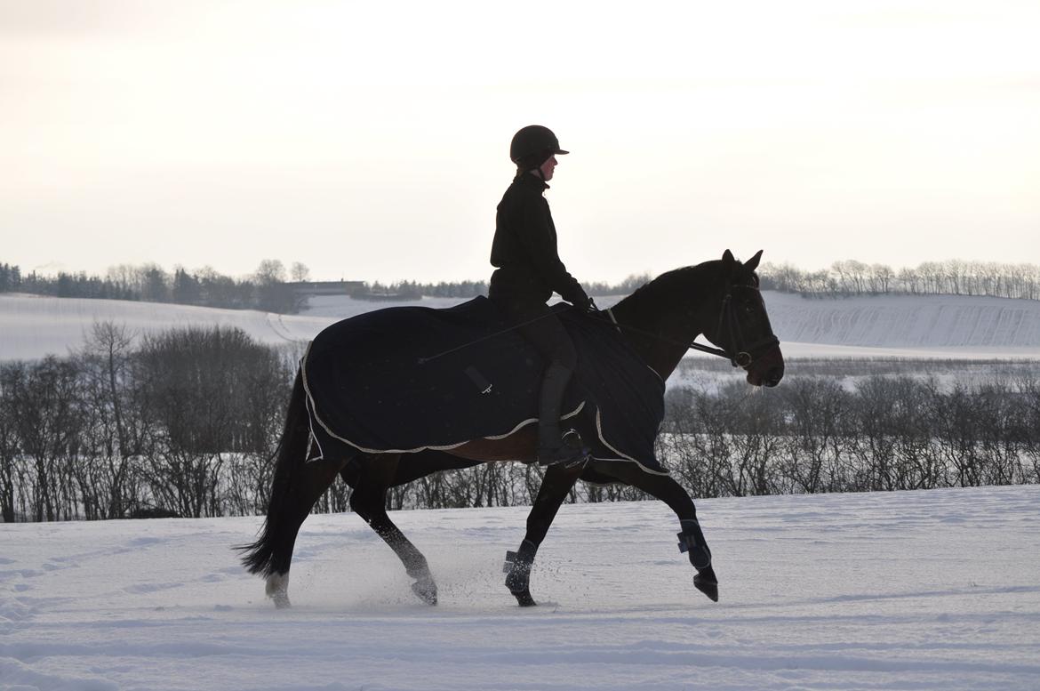 Anden særlig race Stald Birkelys Issebelle billede 32