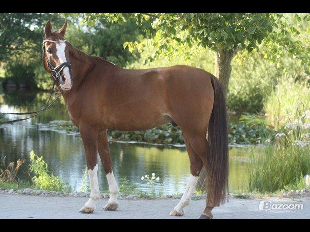 Hollandsk Sportspony Karimh J.V. *B-Pony* billede 14