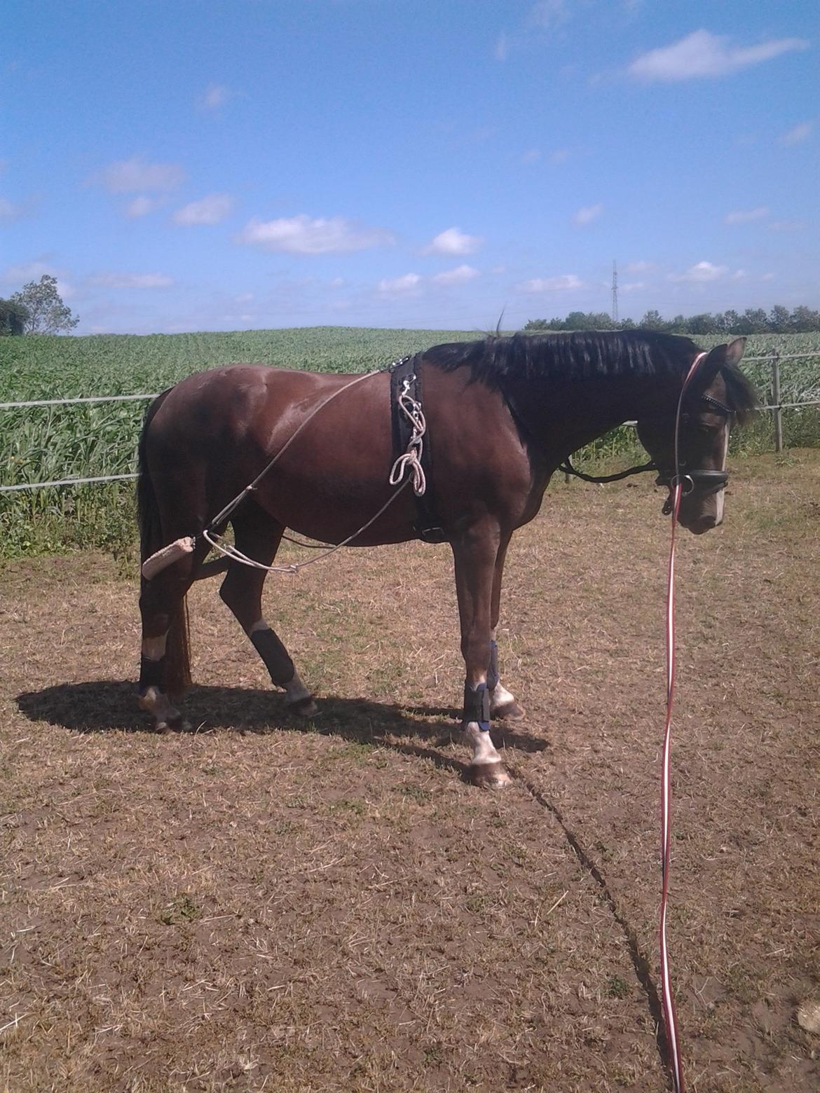 Welsh Partbred (Sec F) Struntze's MasterPiece BRSDH 630 - 19 / 7 2013 Første dag igang igen efter sin velfortjente lille sommerferie  billede 38