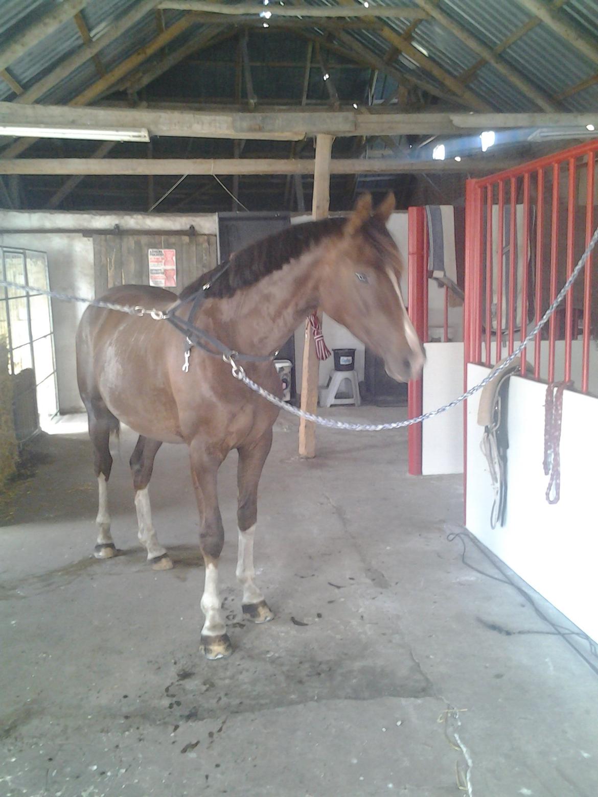 Welsh Partbred (Sec F) Struntze's MasterPiece BRSDH 630 - 21/ 7 2013 lidt hygge på staldgangen efter endt arbejde  billede 39