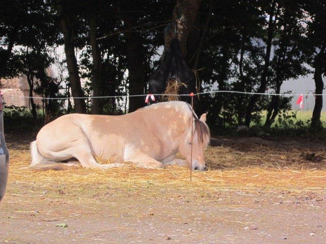 Fjordhest Milos Klattrup <3 #Dressur stjernen# - Milos tager en lur<3 billede 5