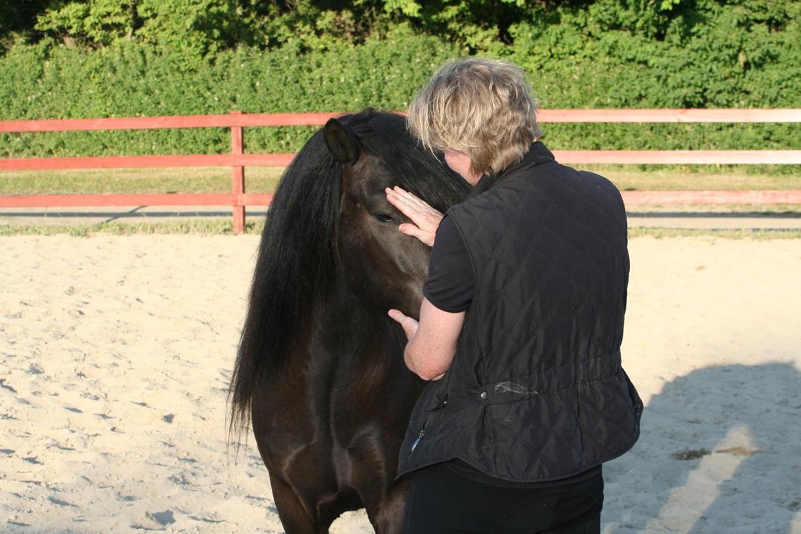Islænder Grani fra Rimmensgaard billede 6