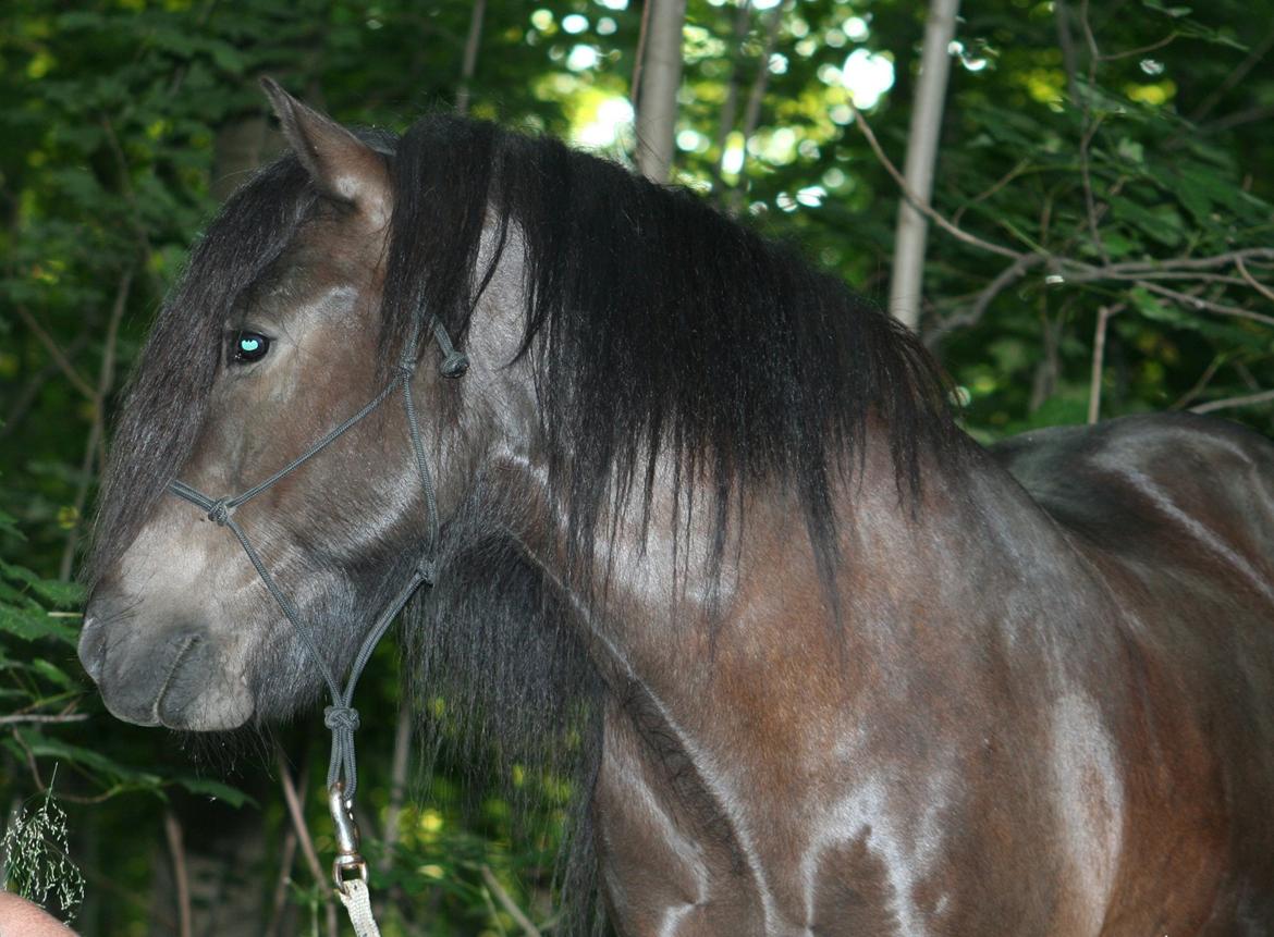 Islænder Grani fra Rimmensgaard billede 7