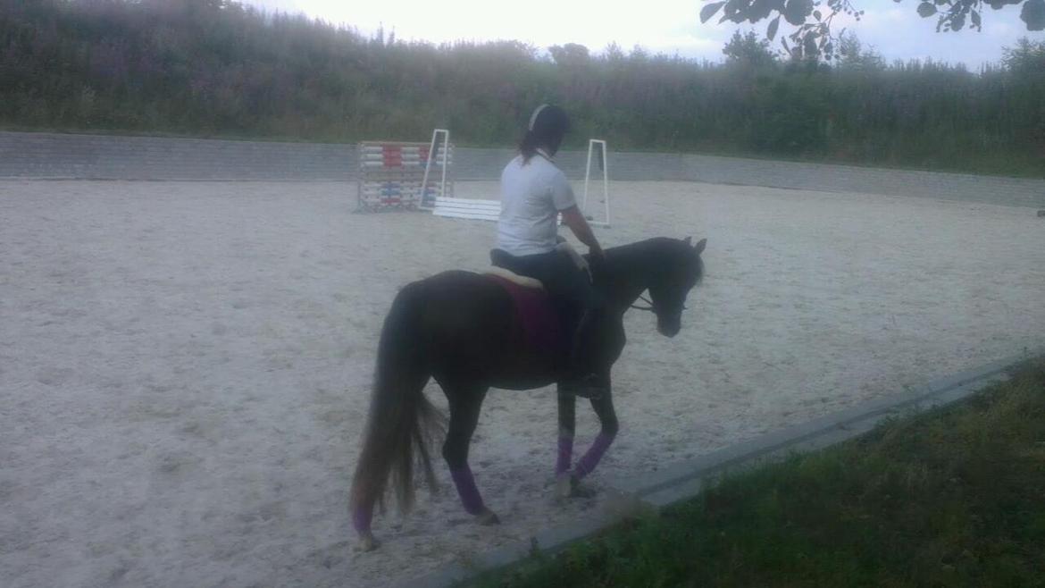 Welsh Partbred (Sec F) Struntze's MasterPiece BRSDH 630 - Smuksakken til sin første undervisning 25 / 7 2013 billede 41