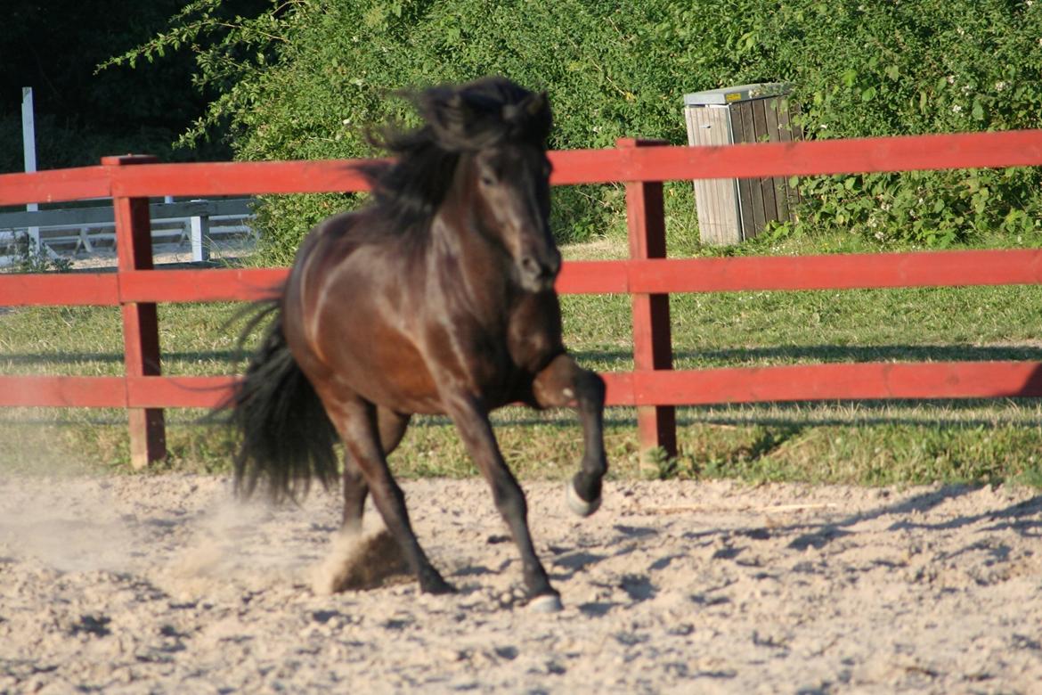 Islænder Grani fra Rimmensgaard billede 8