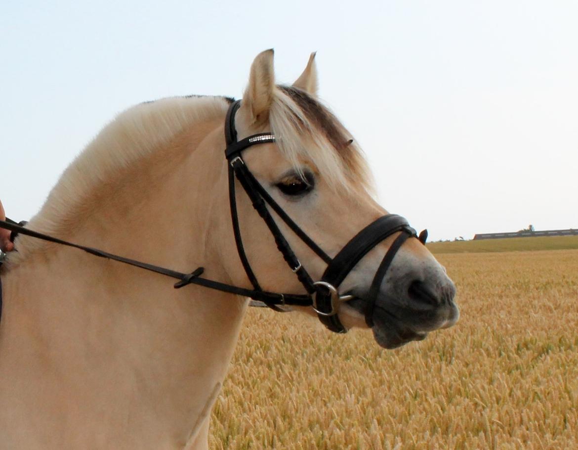 Fjordhest Milos Klattrup <3 #Dressur stjernen# - Hygge<3 billede 17