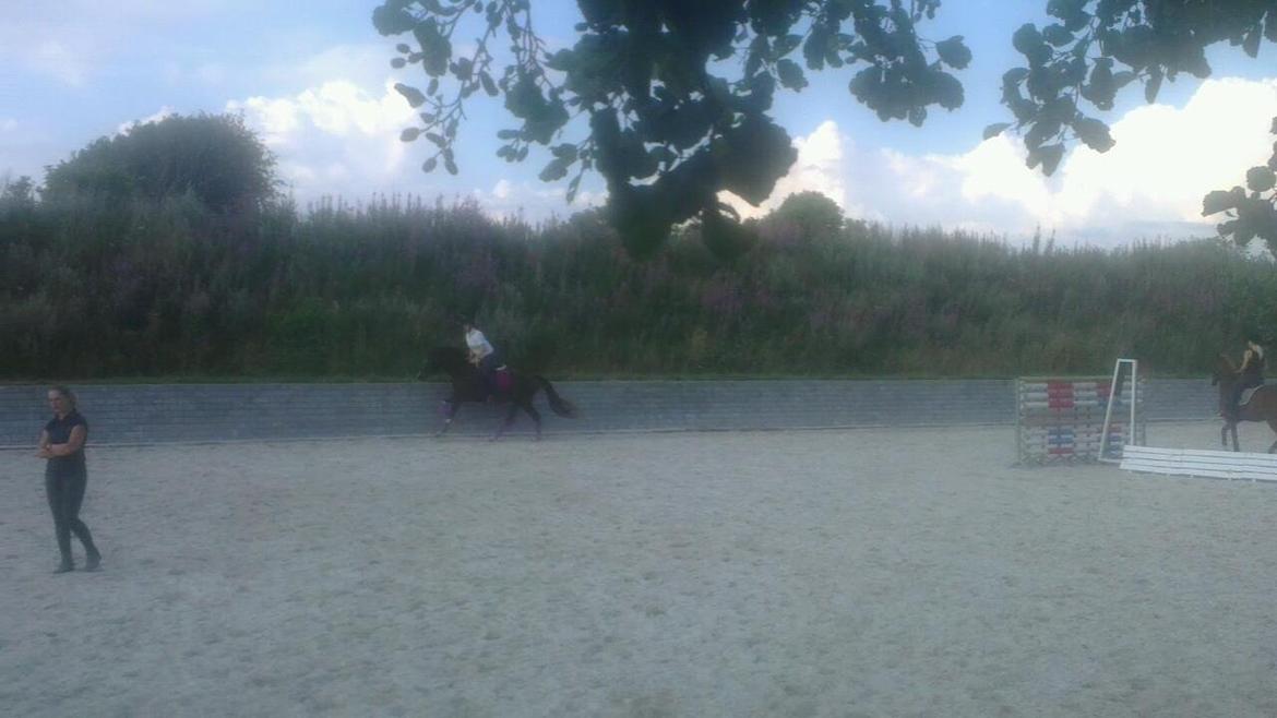 Welsh Partbred (Sec F) Struntze's MasterPiece BRSDH 630 - Undervisning 25 / 7 2013 første gang i galop med rytter :) - Hun er for sej den lille pony ! billede 42