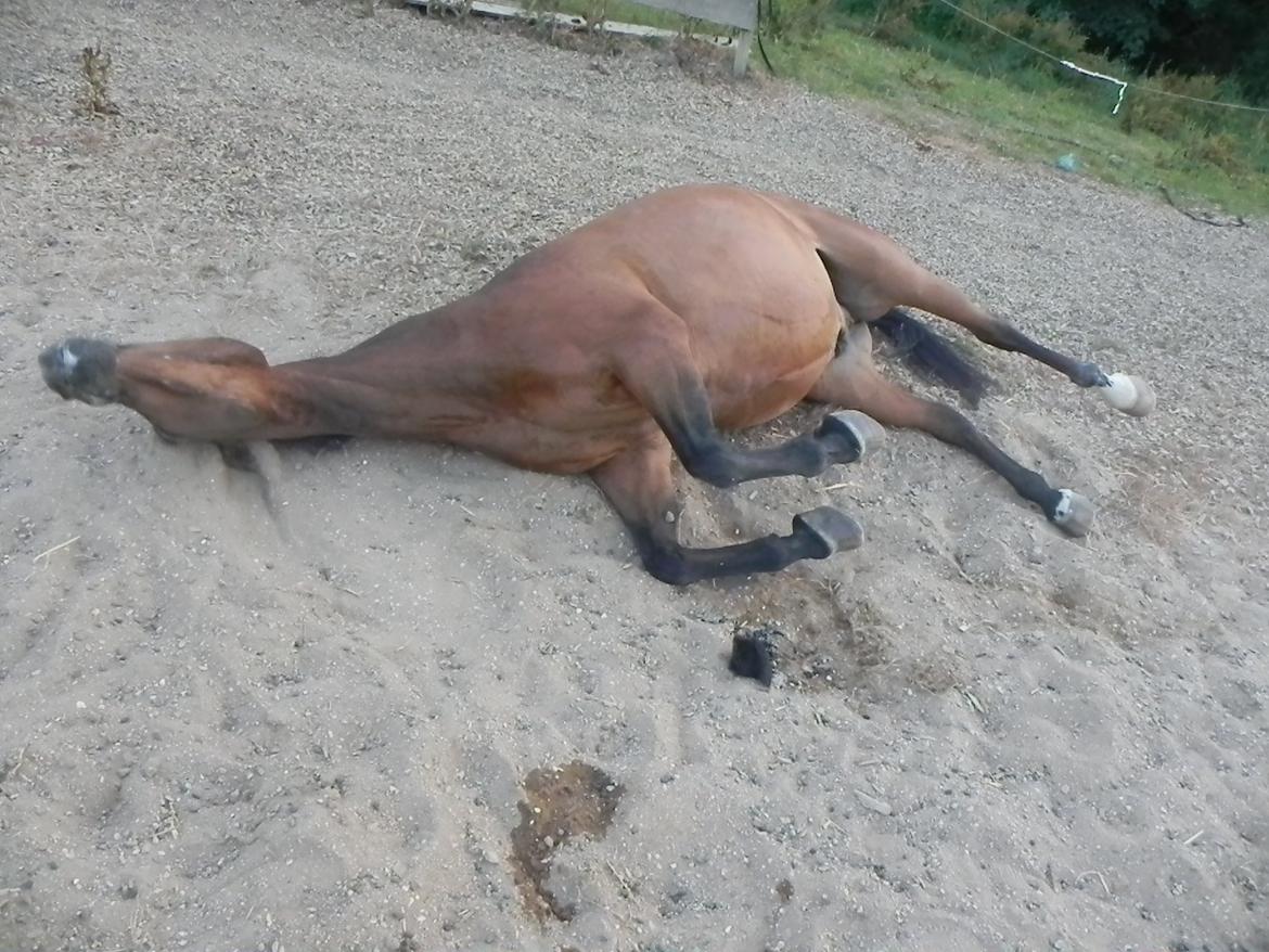 Anden særlig race Diango (miss) - uhh det er så hårdt at være Diango <3 billede 19