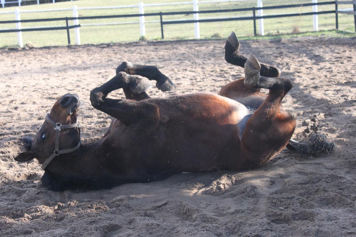 Anden særlig race Stald Birkelys Issebelle billede 47