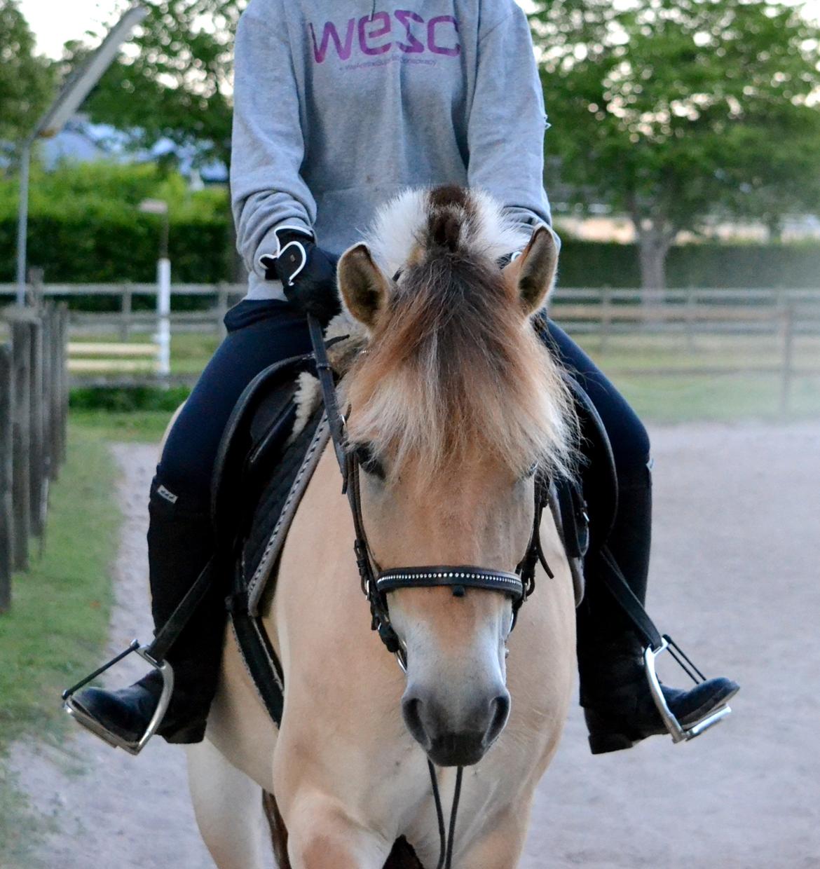 Fjordhest Elvis Killimanjaro - Den bedste<3 billede 13