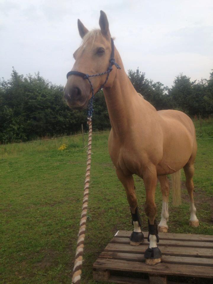 Palomino Lucky Samson - D. 26/7-2013 Efter en uge med HMS træning er vi nået så langt - Kæmpr stort :-) Vi er beggyndt at smaske så vældig over alle de ting jeg præsentere ham for :-D billede 1