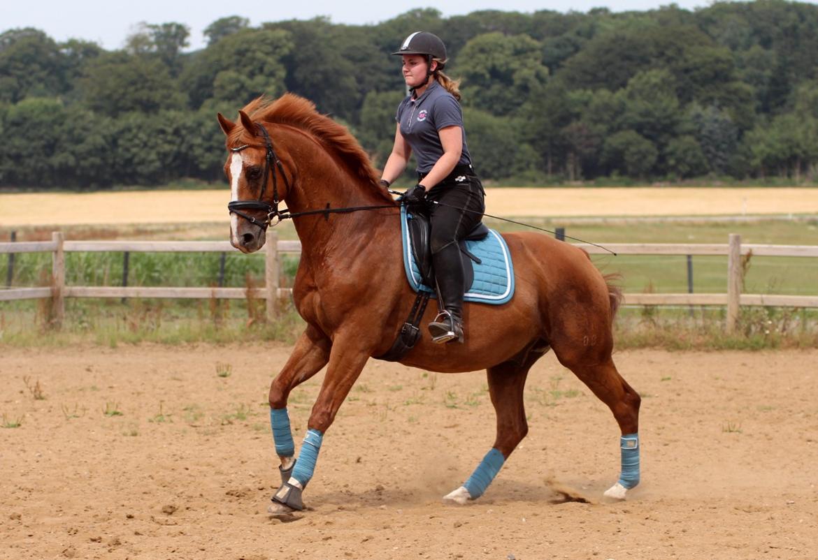Tysk Oldenburger Pandoer - Op-af-bakke galop :)
Foto Bella billede 30