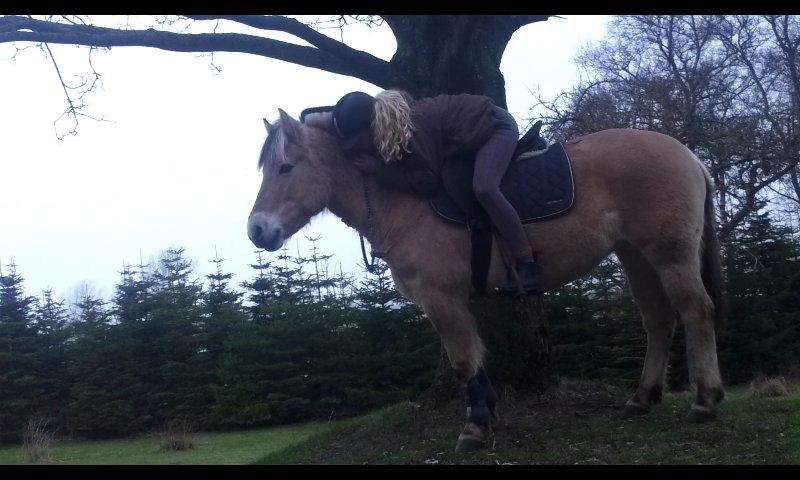 Fjordhest Flicka - Venner er som gadelys langs vejen. De forkorter ikke afstanden, men gør vejen letter at gå. Tak fordi du er en af mine lys Du har en helt speciel plads i mit hjerte, tak fordi du er min ven Flicka :') billede 16