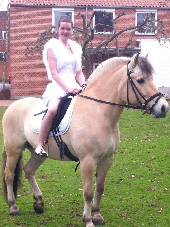 Fjordhest Laban *Min Bamse* <3 - Konfirmation 26 april 2013 <3 billede 1