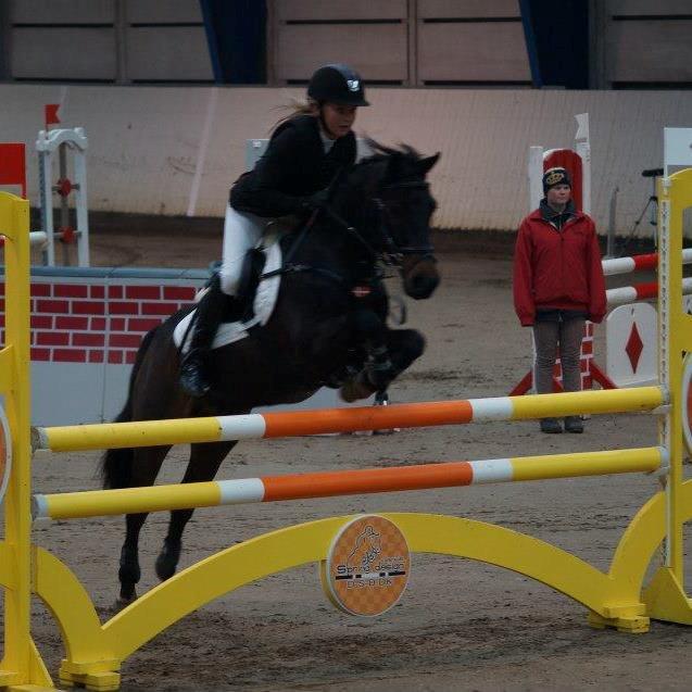 Anden særlig race AGGERHOLM'S LA FAYETTE - Jysk Mesterskab 2012, 5. plads billede 7