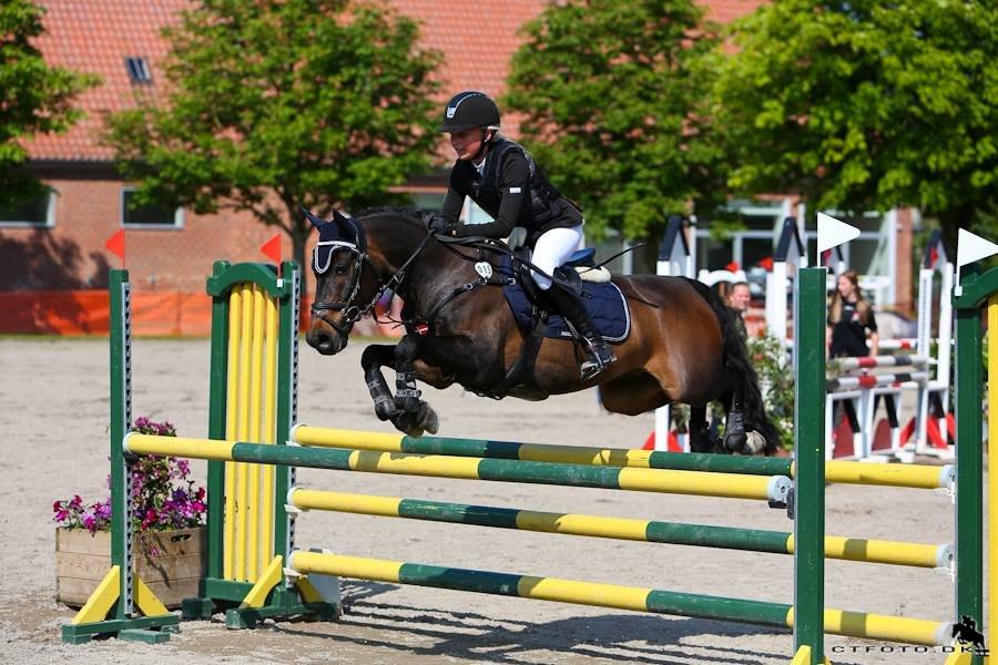 Anden særlig race AGGERHOLM'S LA FAYETTE - HOLD DM 2013, Næstved Sportsrideklub billede 8