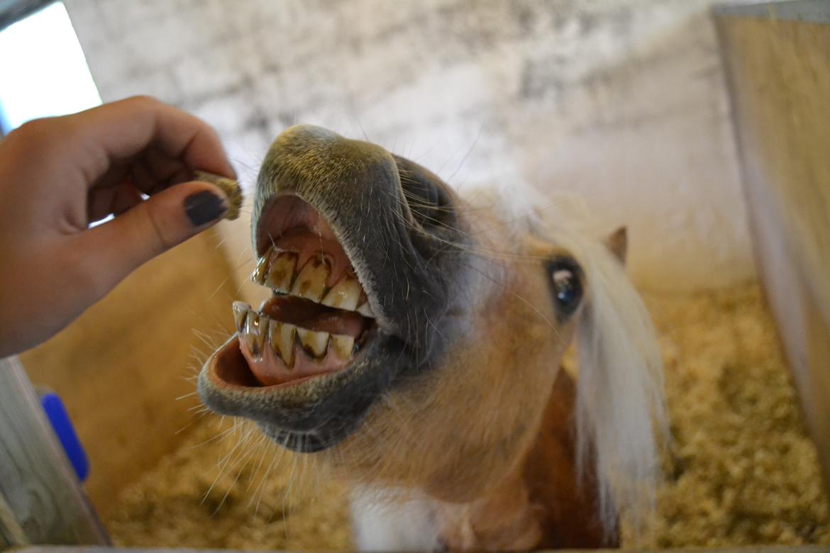 Shetlænder Stjernens Mini-Lion billede 17