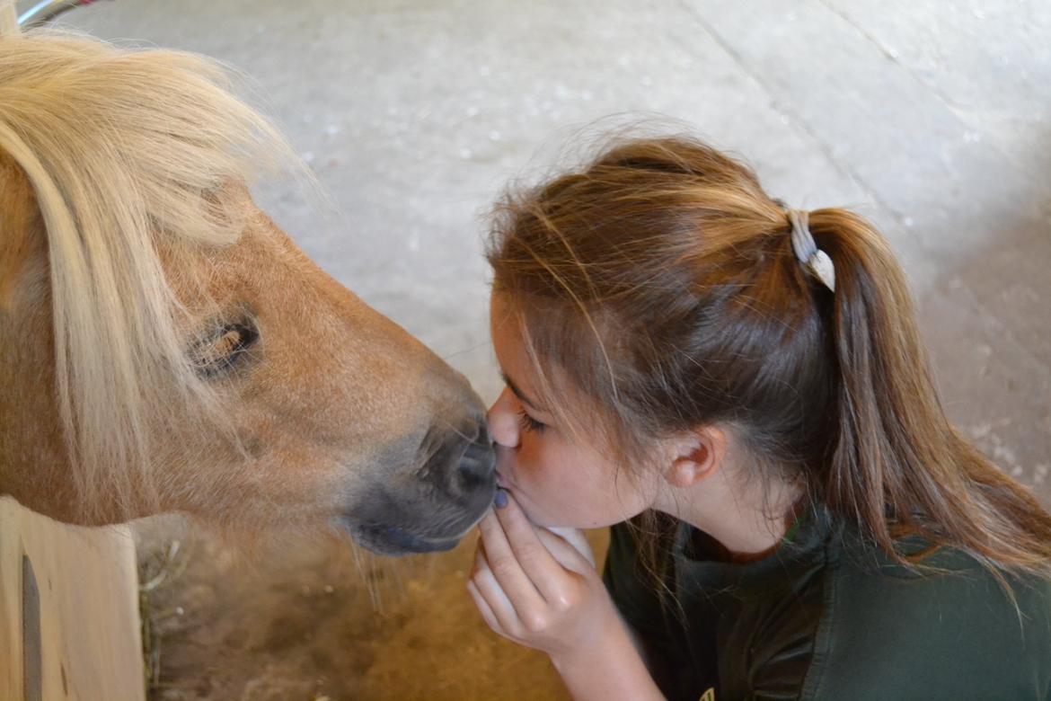 Shetlænder Stjernens Mini-Lion billede 15
