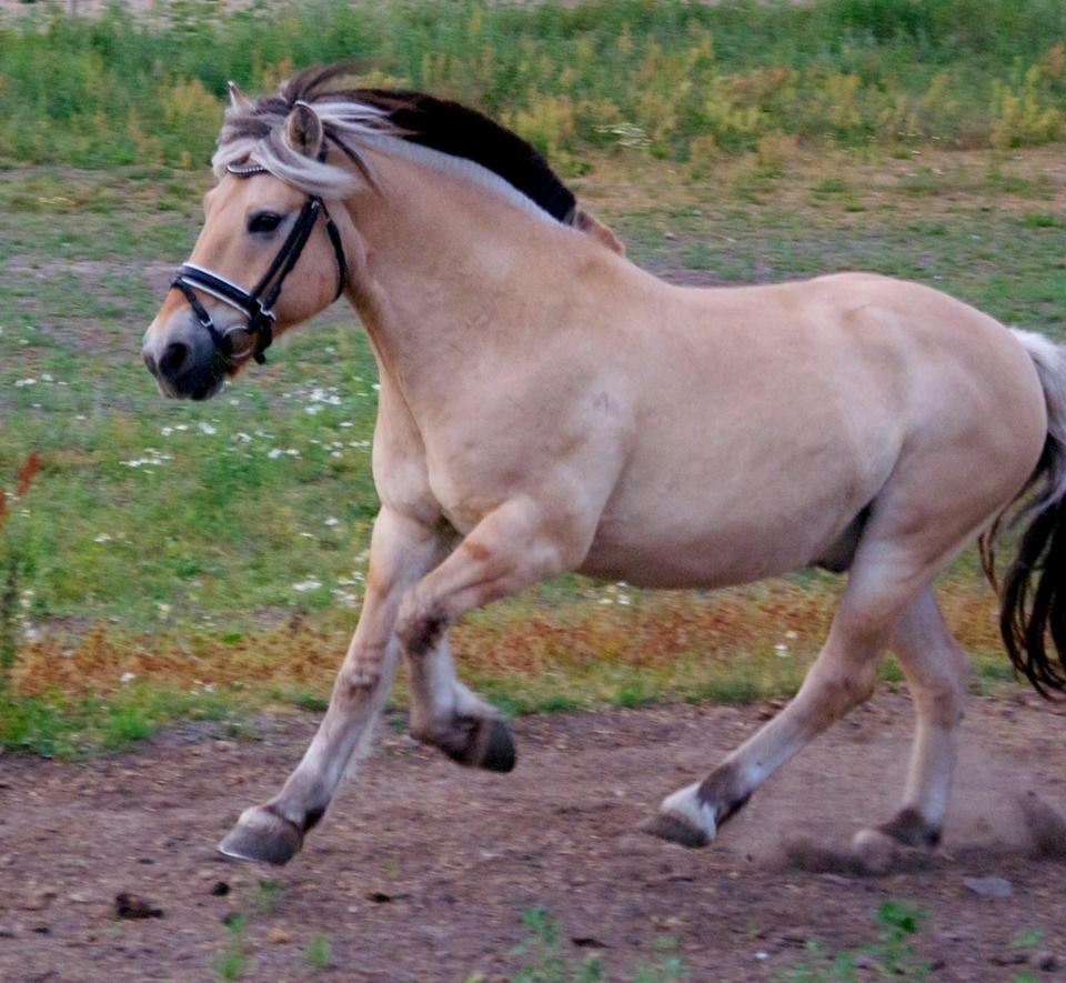 Fjordhest Nikolaj (Niko) - Den gamle kan endnu! Smukke Niko <3 billede 2
