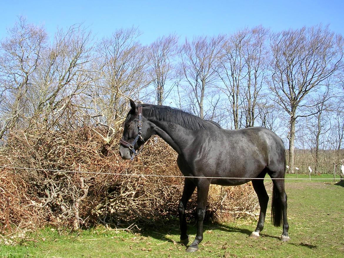 Dansk Varmblod Landianos-ø - 3 år billede 16