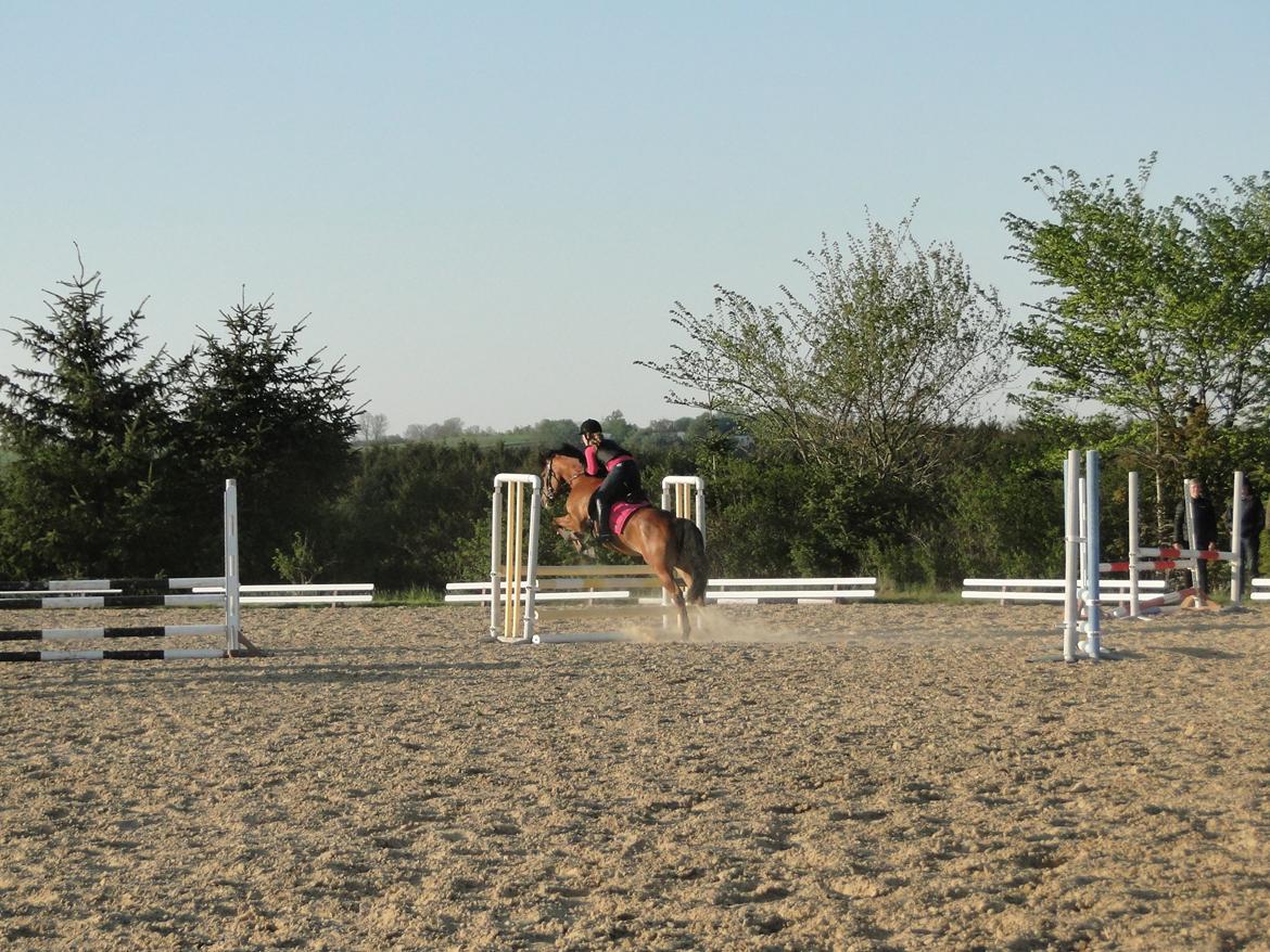 Anden særlig race helleruphus Celeste //MY SOULMATE!<3// - springundervisning, sommeren 2013:-) billede 6