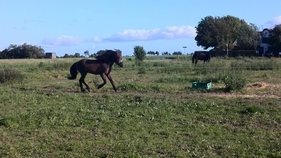 Islænder Stjarni Fra Alpedalslyst - Selv hans galop er lækker :p<3 billede 9