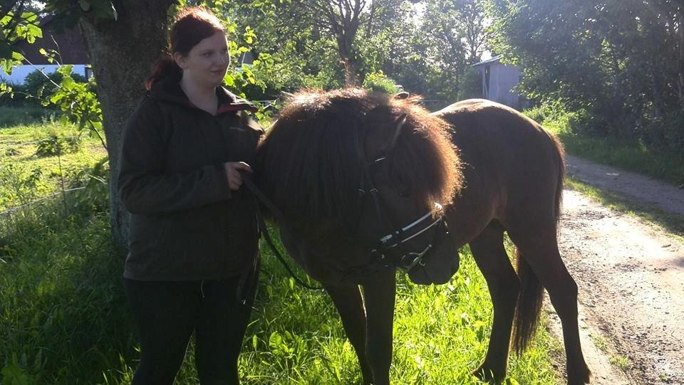 Islænder Stjarni Fra Alpedalslyst - Min dejlige drengerøv er ved at blive voksen<3 billede 6