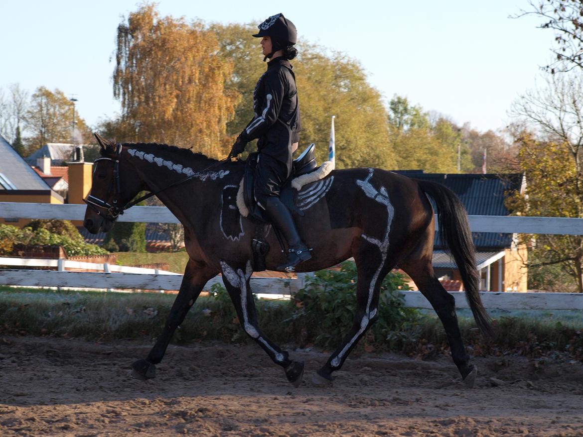 Traver Ghost Win (US) - Ghost til halloween dressurstævne i 2012 - begge klædt ud som skeletter :D billede 6