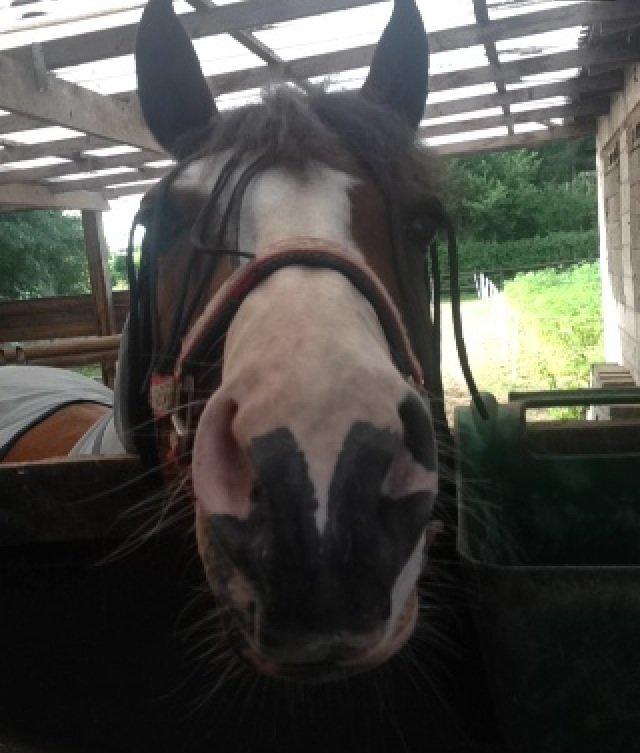 DSP Haahr's Tala billede 3