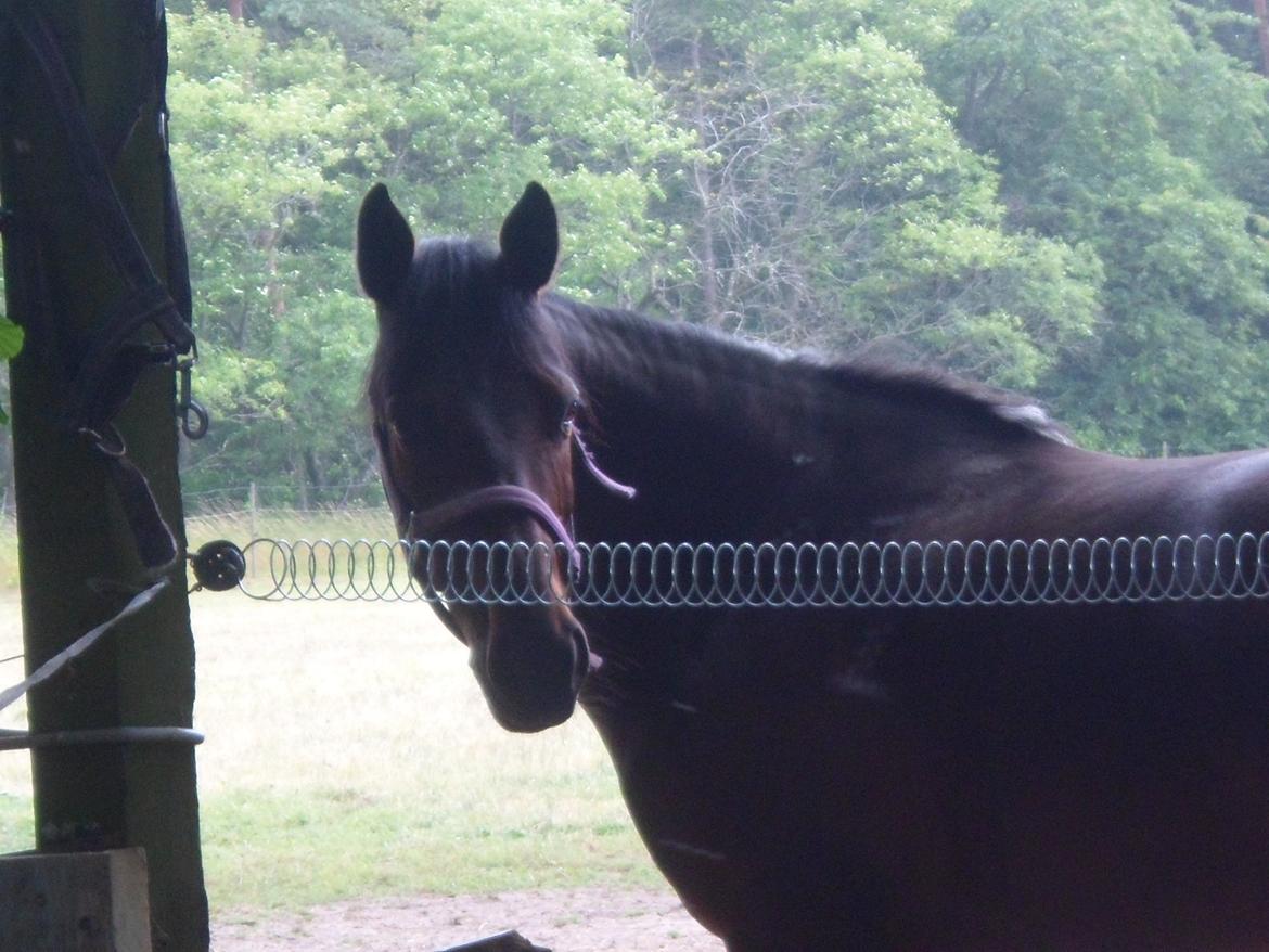 Anden særlig race Molly *Mit liv<3* - I går sendte jeg en engel til at passe på dig når du sov, men englen kom hurtig tilbage. Og kiggede mig dybt i øjnene og sagde: "Engle vogter ikke over andre engle"

Tina Lund ridelejr uge 29 2013 billede 18