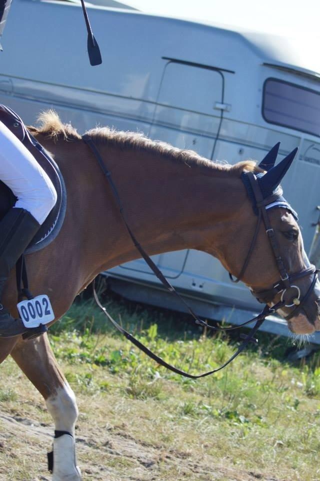 Anden særlig race Misty billede 12