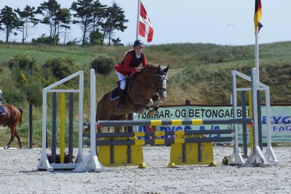 Anden særlig race Misty billede 13