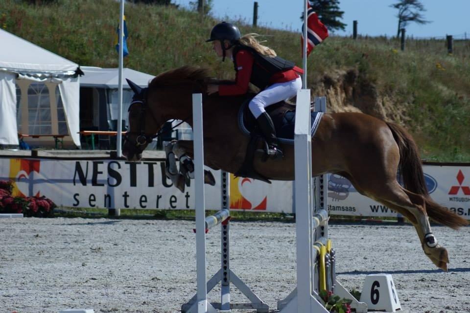 Anden særlig race Misty billede 14