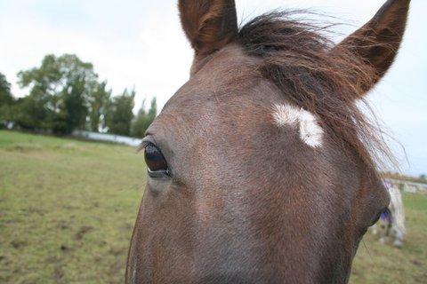 Svensk Sportspony  Venus (Pepsie) billede 7