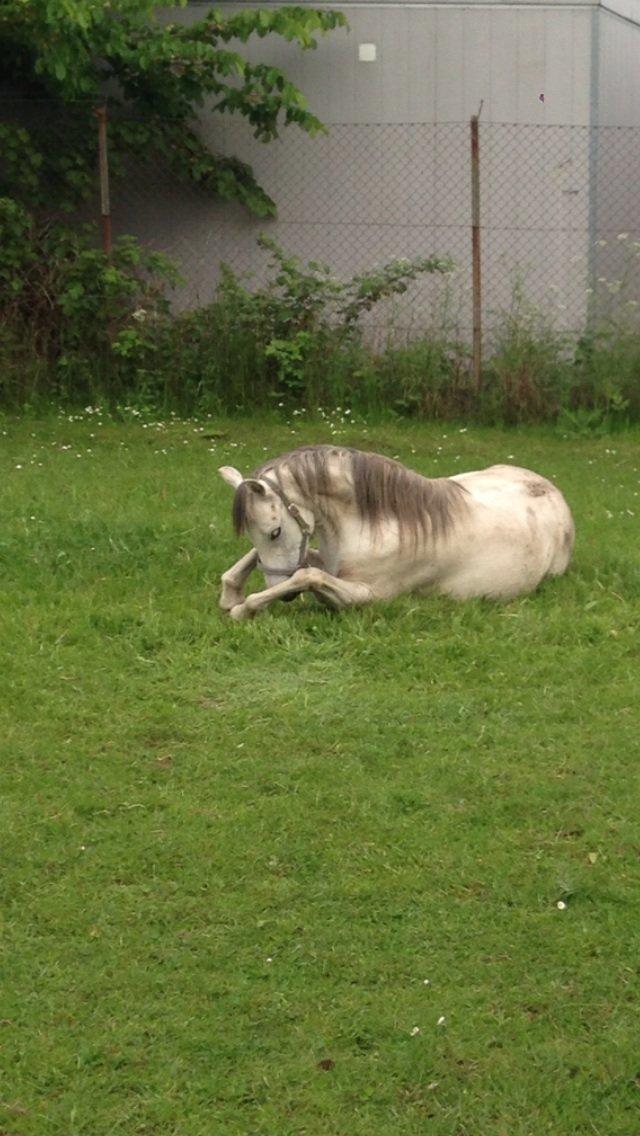 Welsh Pony (sec B) Mosebo's Julie billede 1