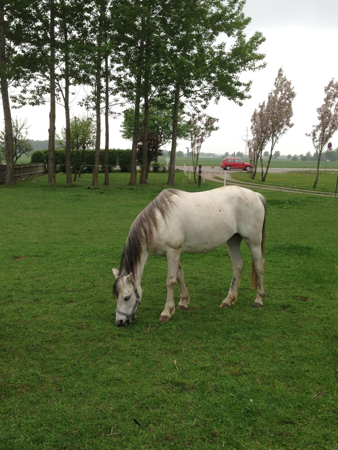 Welsh Pony (sec B) Mosebo's Julie billede 3