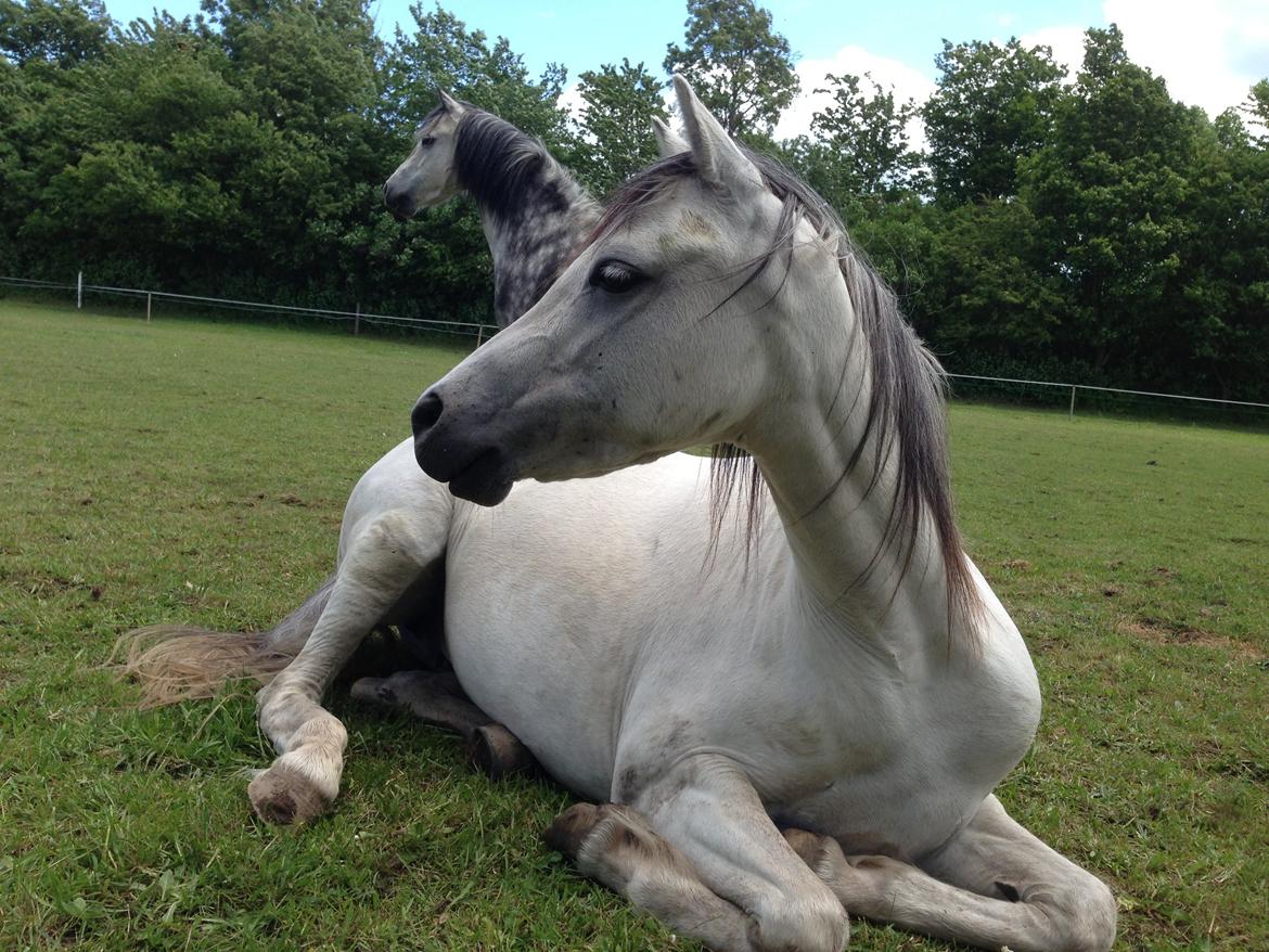 Welsh Pony (sec B) Mosebo's Julie billede 5
