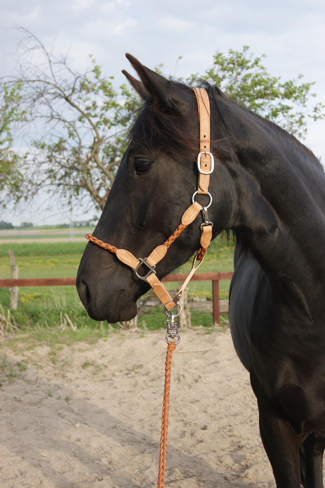 Oldenborg Celine Borrebjerg billede 2