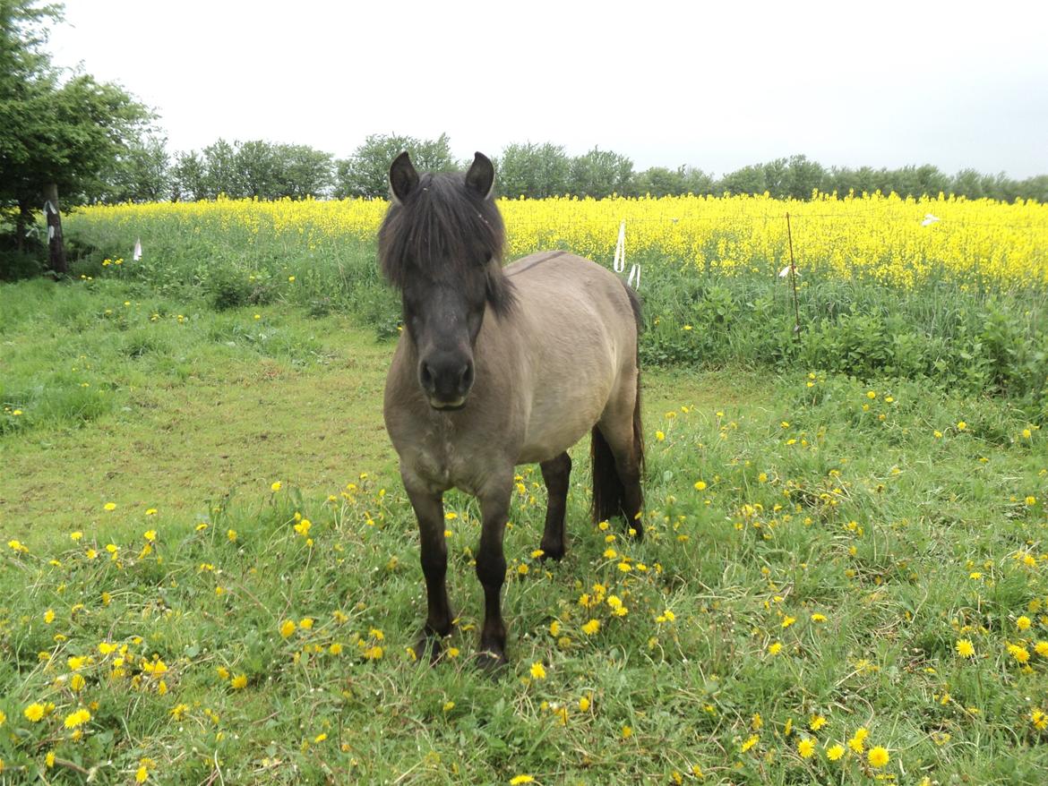Anden særlig race Molly billede 8