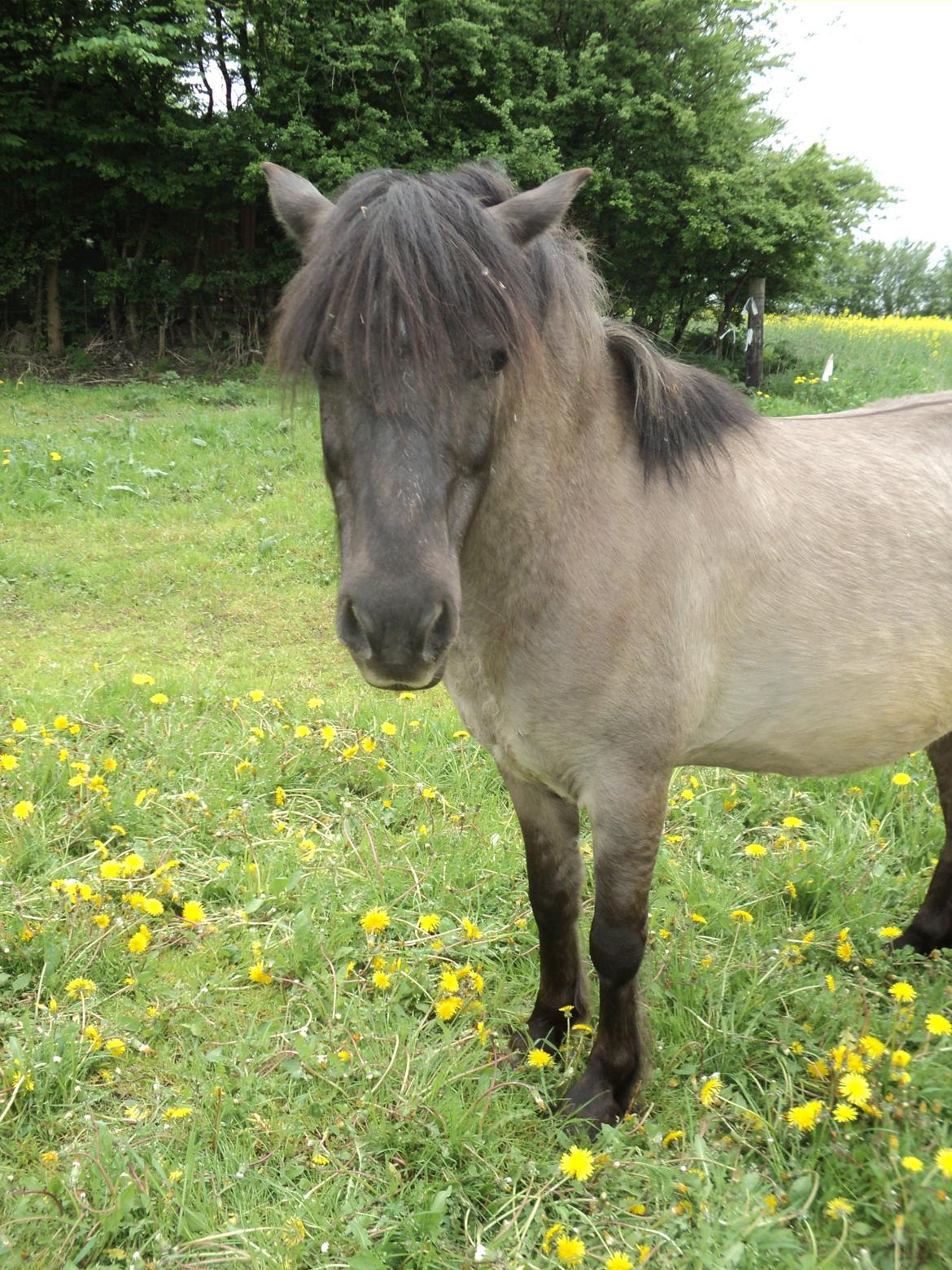 Anden særlig race Molly billede 9