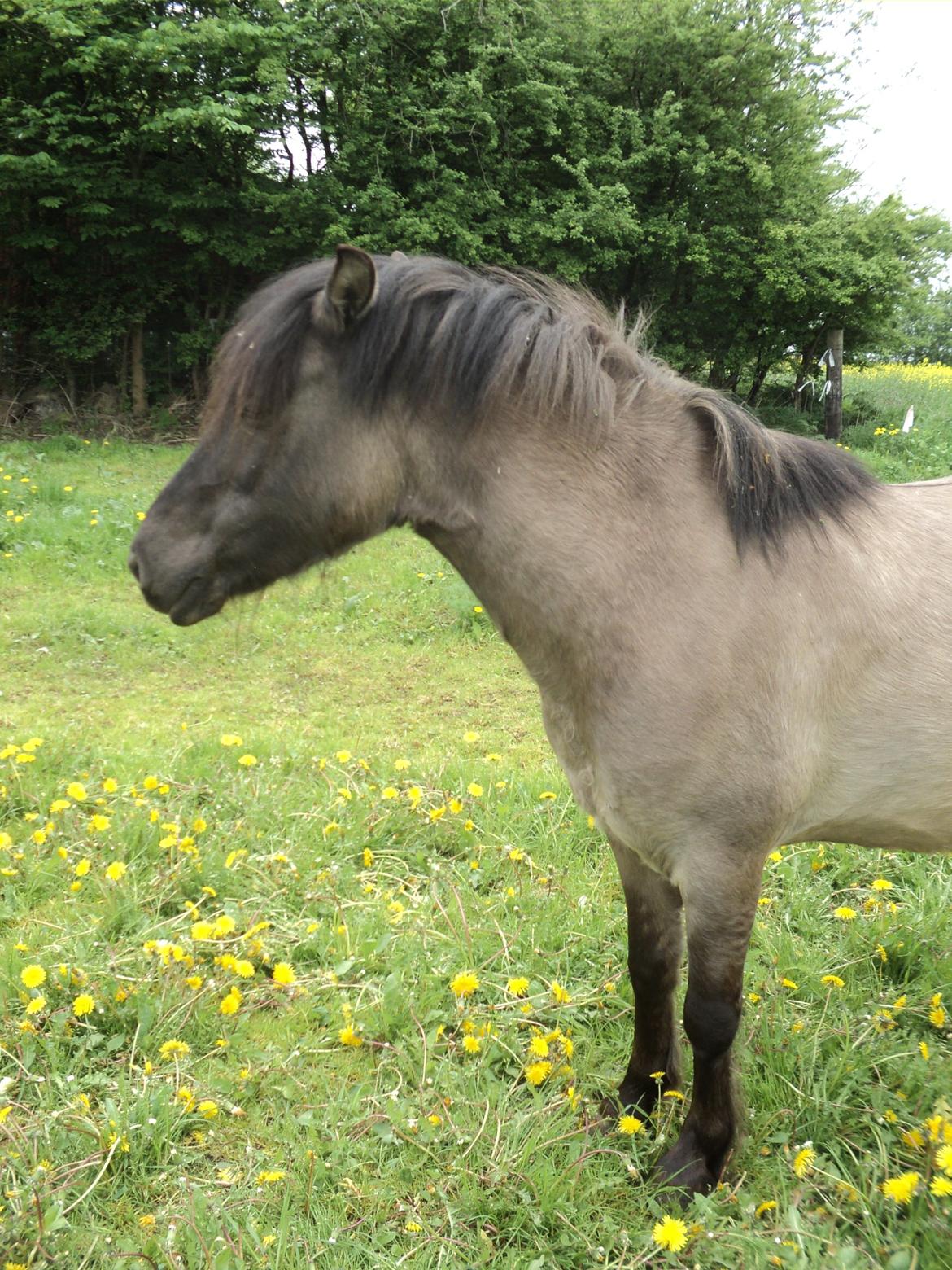 Anden særlig race Molly billede 11