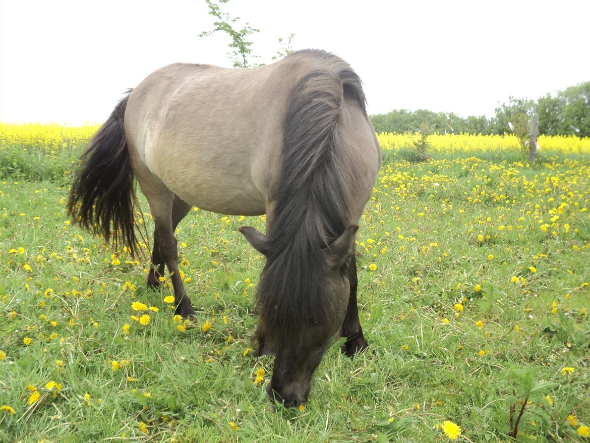 Anden særlig race Molly billede 14