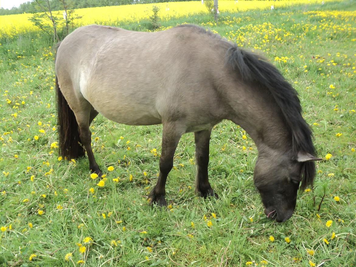 Anden særlig race Molly billede 15